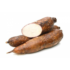 Cassava x 2