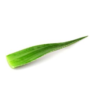 Aloe leaves - 1 unit